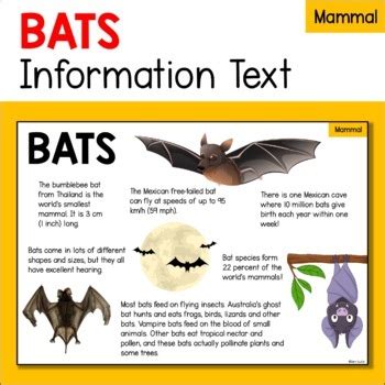 家中有蝙蝠怎麼辦|蝙蝠資訊站 Bats information about Taiwan